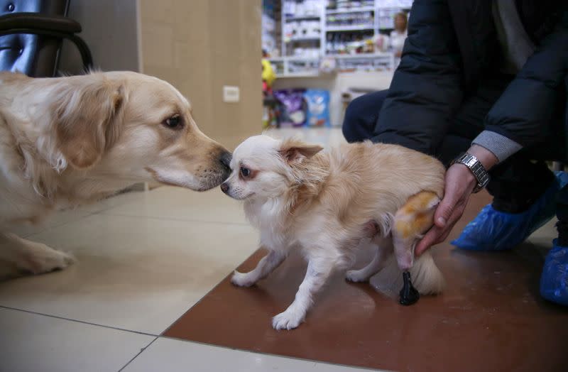 A Labrador sniffs Salvador the dog who got a 3D-printed prosthetic paw at the veterinarian clinic in Novosibirsk