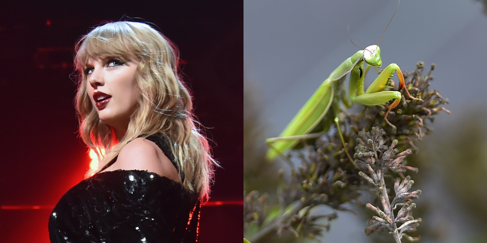 Taylor Swift, Praying Mantis Exterminator