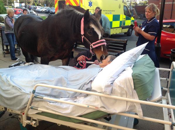 Der Parkplatz des Wigan Royal Infirmary's wurde zum Schauplatz des Treffens zwischen einer alten Frau und ihrem geliebten Pferd. Die 77-jährige Sheila Marsh aus dem Ort Wigan in Lancashire, England war ihr Leben lang eine Pferdenärrin gewesen, berichtet unter anderem "BBC" auf seiner Webseite. Deswegen ist es wenig verwunderlich …