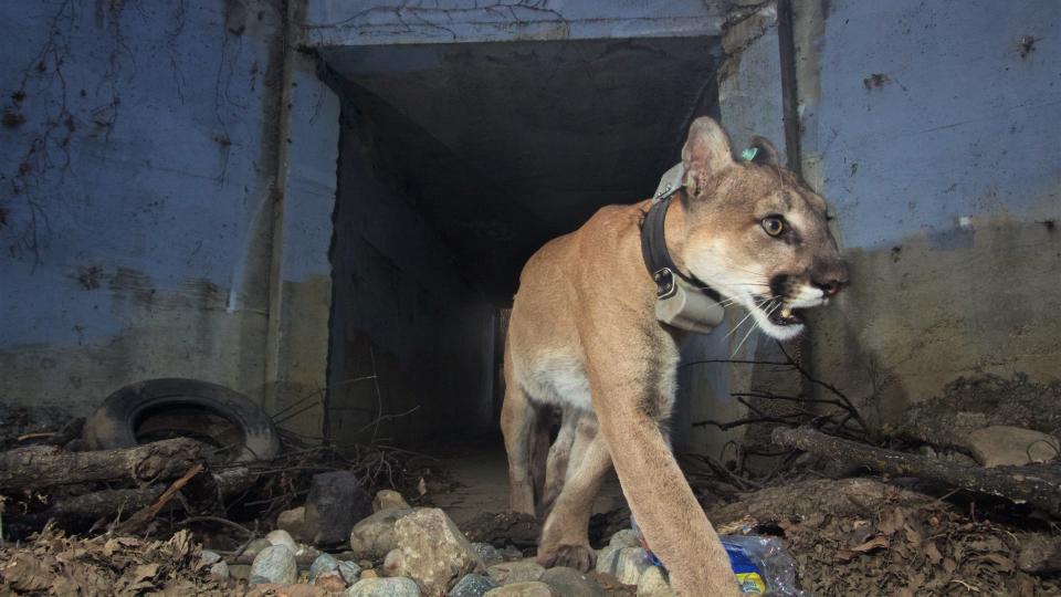 A male mountain lion known by its National Park Service trackers as P-64 gained notoriety for crossing highways 101 and 118 multiple times. He was found dead weeks after surviving the 2018 Woolsey Fire.