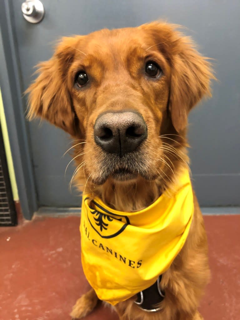 Golden Retriever Ivy has a nose for trouble. The very good and empathetic girl gave researchers paws with her fine-tuned puppy perception skills. / SWNS