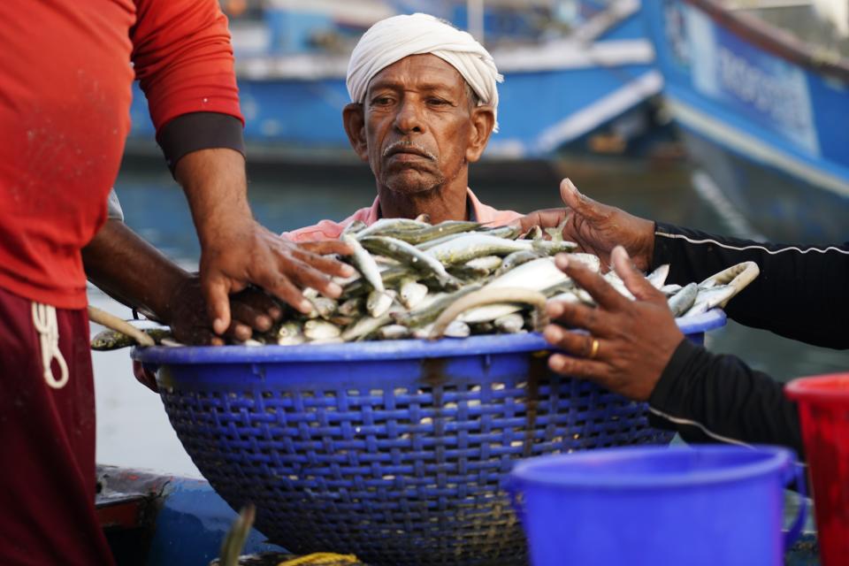 Fishermen fill a bucket with their catch in the Chellanam area of Kochi, Kerala state, India, March 3, 2023. Many in the fishing hamlet of 40,000 people are living with fears of weather events exacerbated by climate change: cyclones, surging seas, flooding and erosion. (AP Photo)