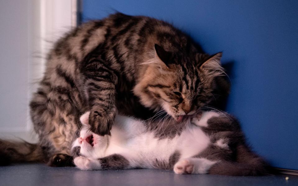 This photo taken on September 2, 2019 shows China's first cloned kitten called Garlic (bottom) being licked by its surrogate mother at the Chinese company Sinogene, a pet cloning outfit which has cloned more than 40 pet dogs since 2017, in Beijing. - To clone a dog costs a hefty 380,000 yuan (53,000 USD) and 250,000 yuan (35,000 USD) for a cat. (Photo by STR / AFP)        (Photo credit should read STR/AFP/Getty Images)