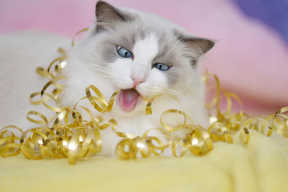 Oh my gosh stop eating things, cats! <p>Luxurious Ragdoll/Shutterstock</p>