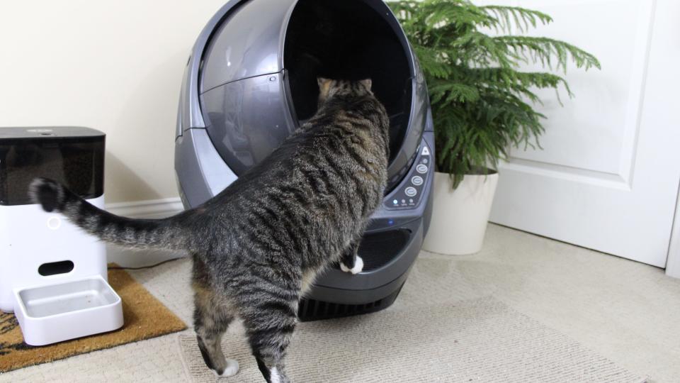 This automatic litter box is perfect for fussy cats and squeamish owners.