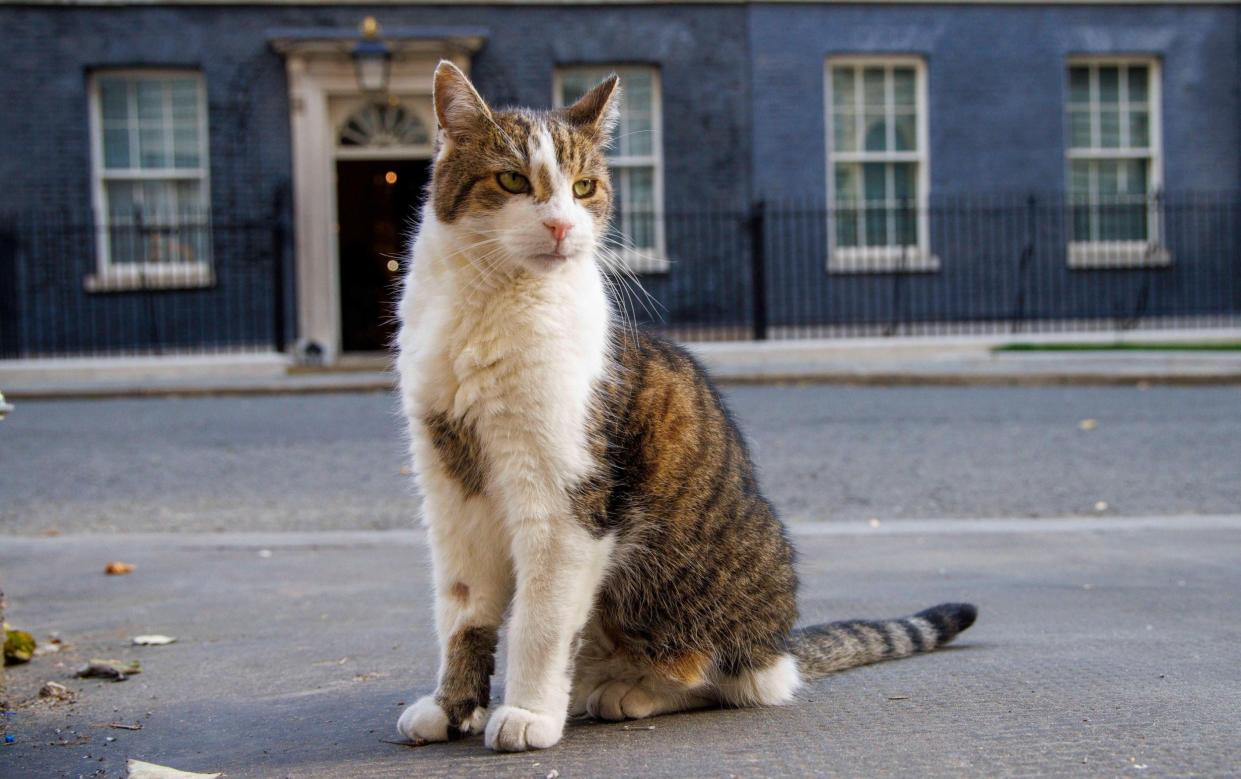 Larry the cat, a long-time resident of Downing Street, has often appeared amid important political moments