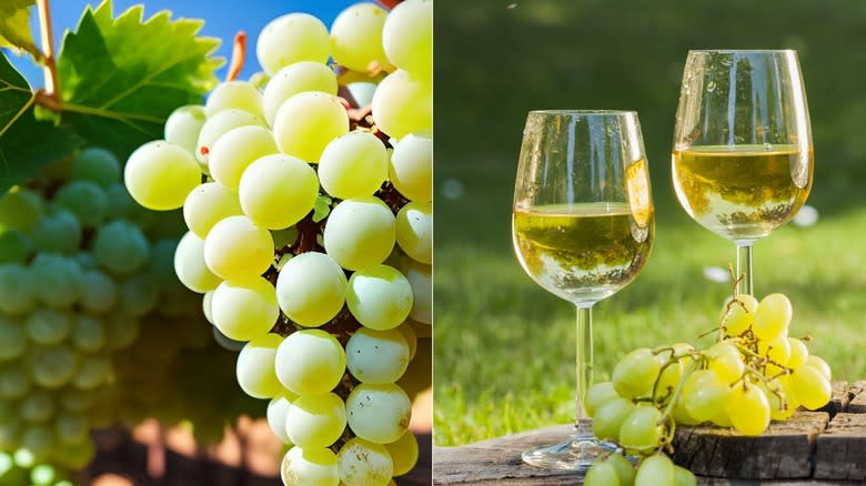 Sauvignon blanc and green grapes