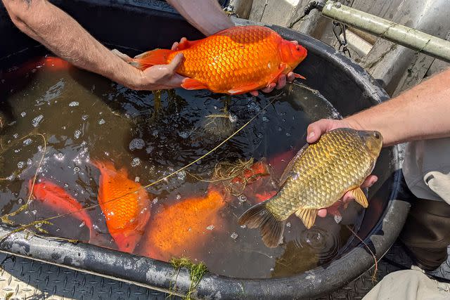 <p>City of Burnsville via AP</p> Giant goldfish are wreaking havoc on the Great Lakes.