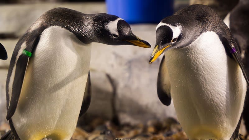 From left, Runner and Georgia, Gentoo penguins, stand together in the penguin habitat at Loveland Living Planet Aquarium in Draper on Tuesday, March 26, 2024. The aquarium has gained attention and followers for their TikTok series “Love on Thin Ice,” where they’re documenting the love lives of their penguins.