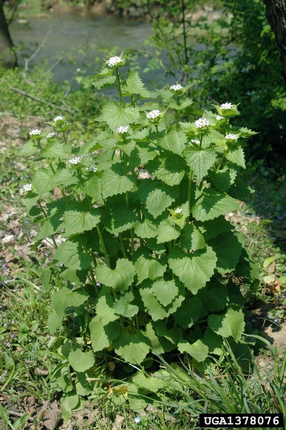 A small patch of mature garlic mustard, showing its serrated, heart-shaped leaves and tiny, white, four-petaled flowers.