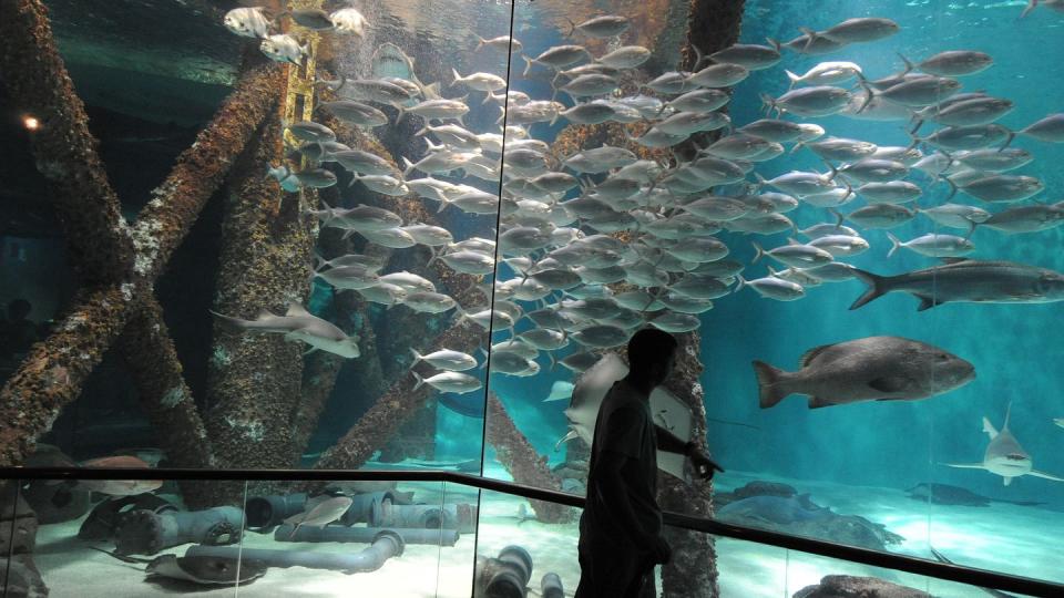 fish swim around the base of an oil rig