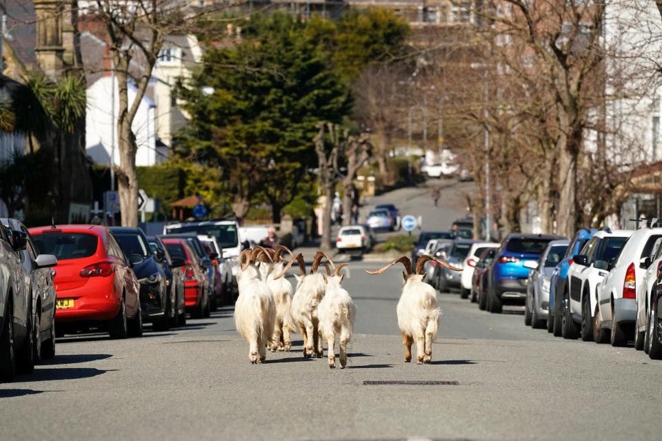 Mountain goats roam the streets of LLandudno on March 31 in Llandudno, Wales.