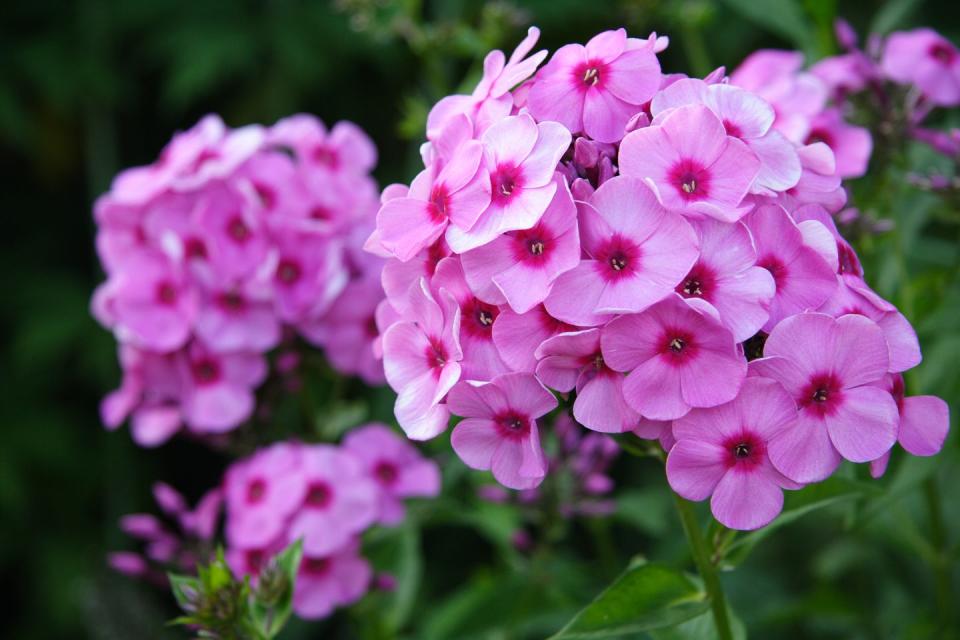 <p>These star-shaped flowers come in a variety of bright colors. Easy to maintain, these fragrant flowers attract butterflies and hummingbirds.</p><p><strong>Bloom seasons: </strong>Spring and summer</p><p><a class="link " href="https://go.redirectingat.com?id=74968X1596630&url=https%3A%2F%2Fwww.homedepot.com%2Fp%2FVan-Zyverden-Tulips-Bulbs-Triumph-Mixture-Set-of-25-21595%2F302431191&sref=https%3A%2F%2Fwww.redbookmag.com%2Fhome%2Fg35661704%2Fbeautiful-flower-images%2F" rel="nofollow noopener" target="_blank" data-ylk="slk:SHOP TULIPS;elm:context_link;itc:0;sec:content-canvas">SHOP TULIPS</a></p>