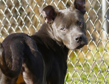 Prada: A 9 month-old, spayed female, who looks like an American Staffordshire Terrier mix up for adoption.