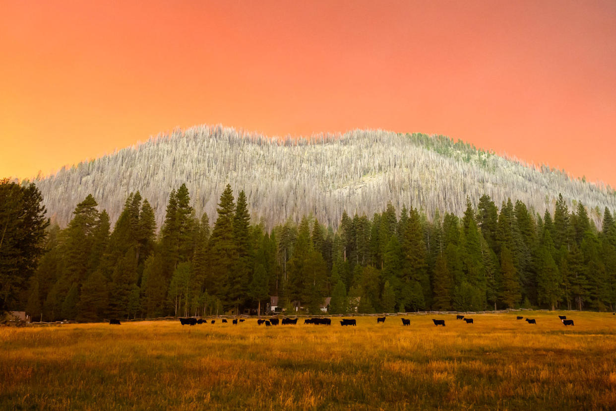 The sky glows by the Park fire over a hill covered in trees. (Josh Edelson / AFP via Getty Images)