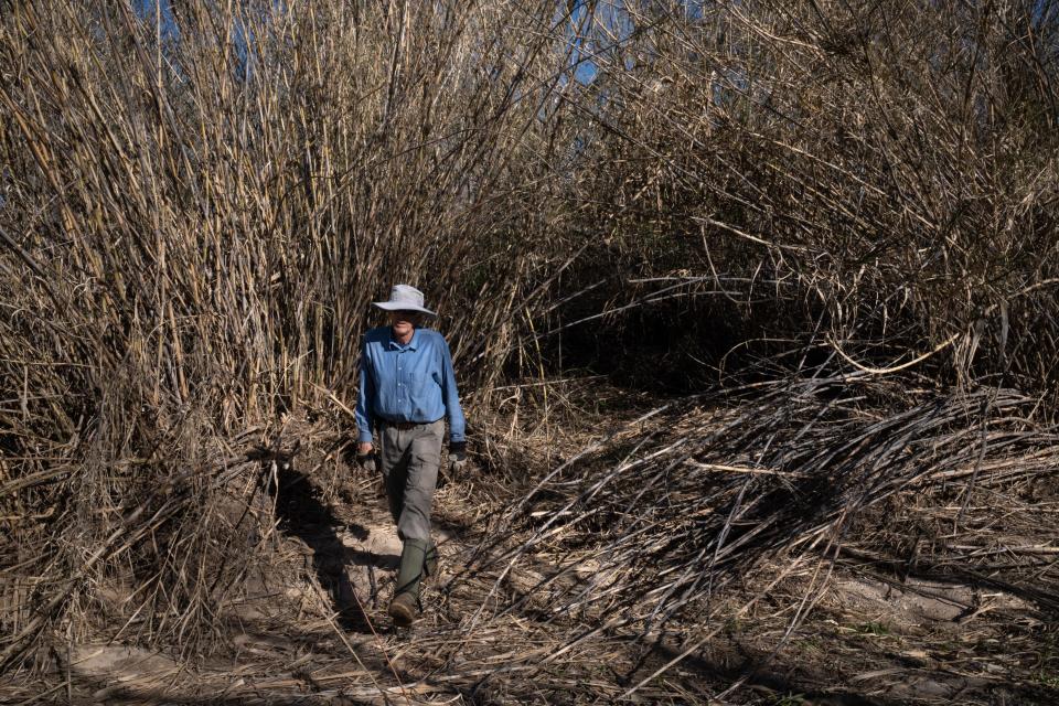 James Washburne of the Watershed Management Group walks away from an Arundo patch near Tanque Verde Creek in east Tucson.