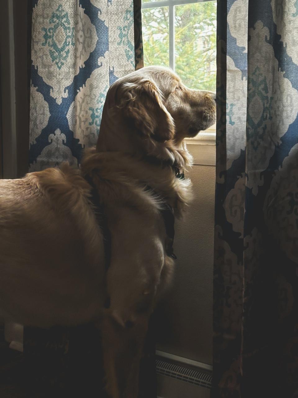 A golden retriever looks out of a house's window in March 2024.