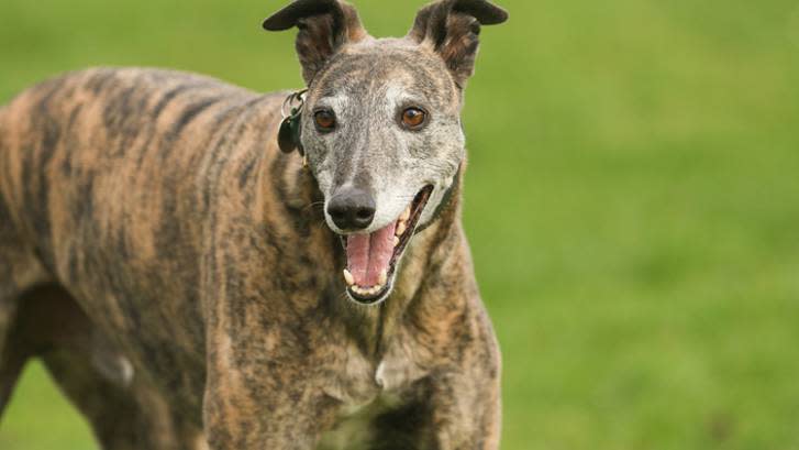 Brindle greyhound