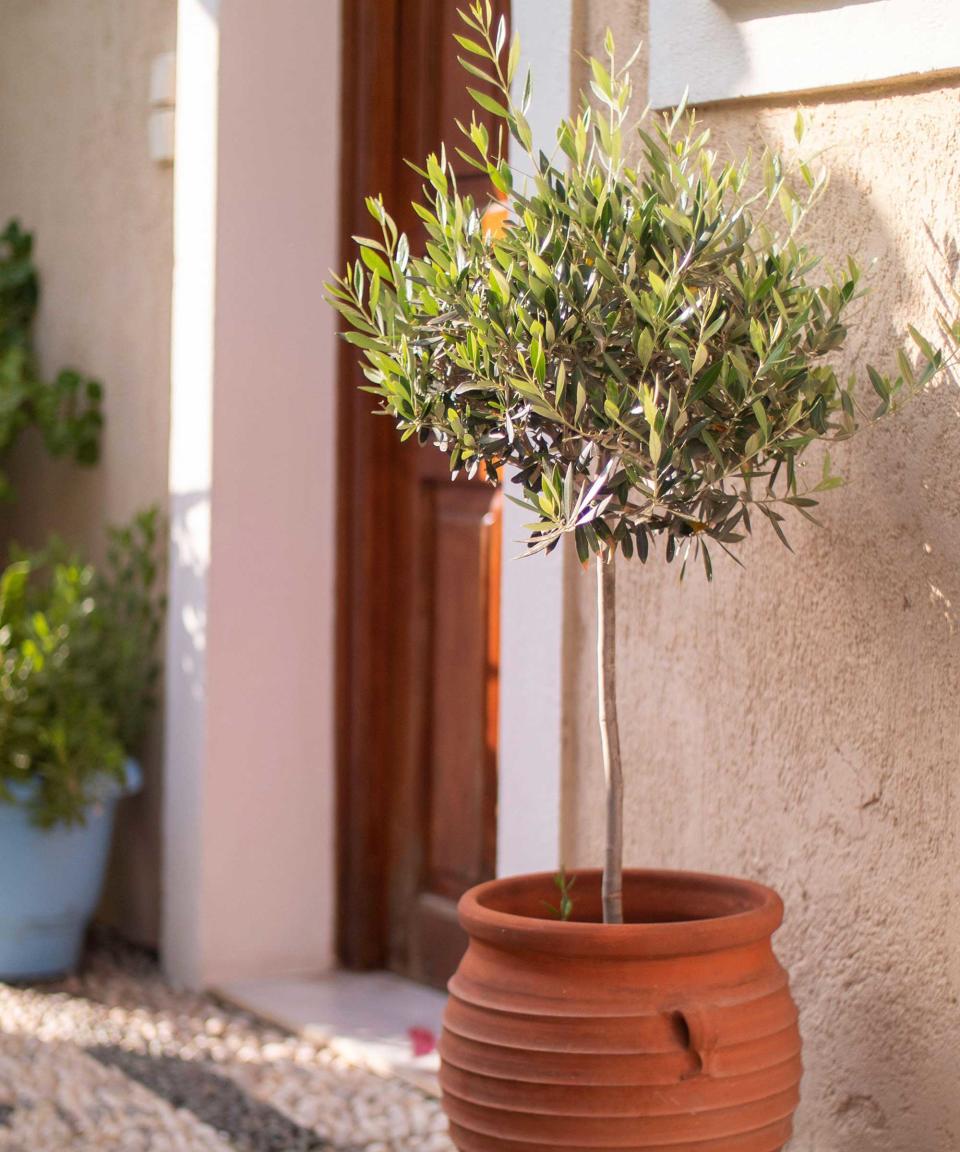 olive tree in pot