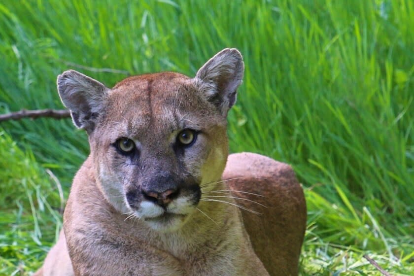 This undated photo provided by the U.S. National Park Service shows a mountain lion known as P-38, photographed in the Santa Monica Mountain range. The Ventura County district attorney's office says Tuesday, Sept. 10, 2019, that Alfredo Gonzalez was charged with shooting the male cougar, known as P-38 and vandalizing its tracking collar. It's illegal to shoot a mountain lion without a state permit. (National Park Service, via AP, File)