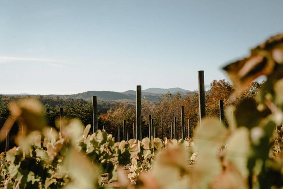 Serre Vineyards is located on 70 acres in the Blue Ride Parkway.