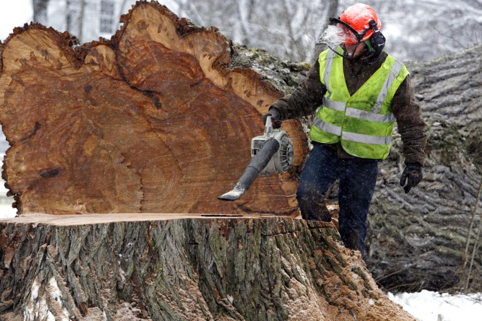 FILE - In this Jan. 19, 2010 file photo, a worker removes saw dust from "Herbie," the tallest American elm in New England, after it was cut down in Yarmouth, Maine. The tree, estimated to be 217 years old, was cut down after suffering numerous bouts of Dutch elm disease. "Herbie" may be gone, but he'll live on in cloned trees that are now being made available to the public. (AP Photo/Pat Wellenbach, File)