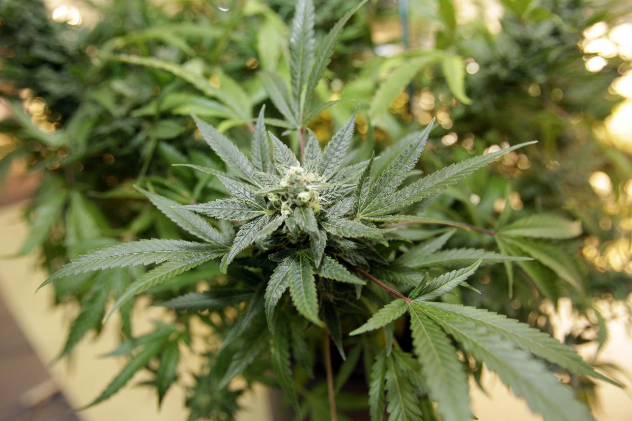 A marijuana plant grows at Med Grow Cannabis College in Southfield, Mich. (Photo: Carlos Osorio/AP)