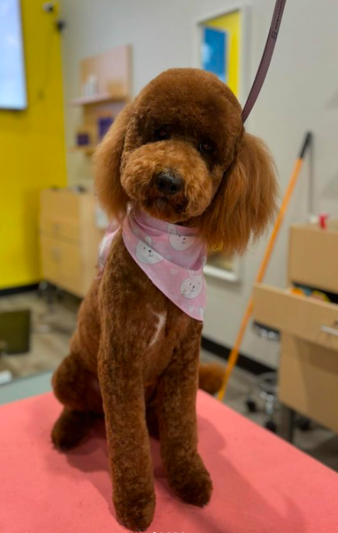 a brown goldendoodle with a short but puffy cut and longer ears wearing a pink bandana and sitting on a grooming table