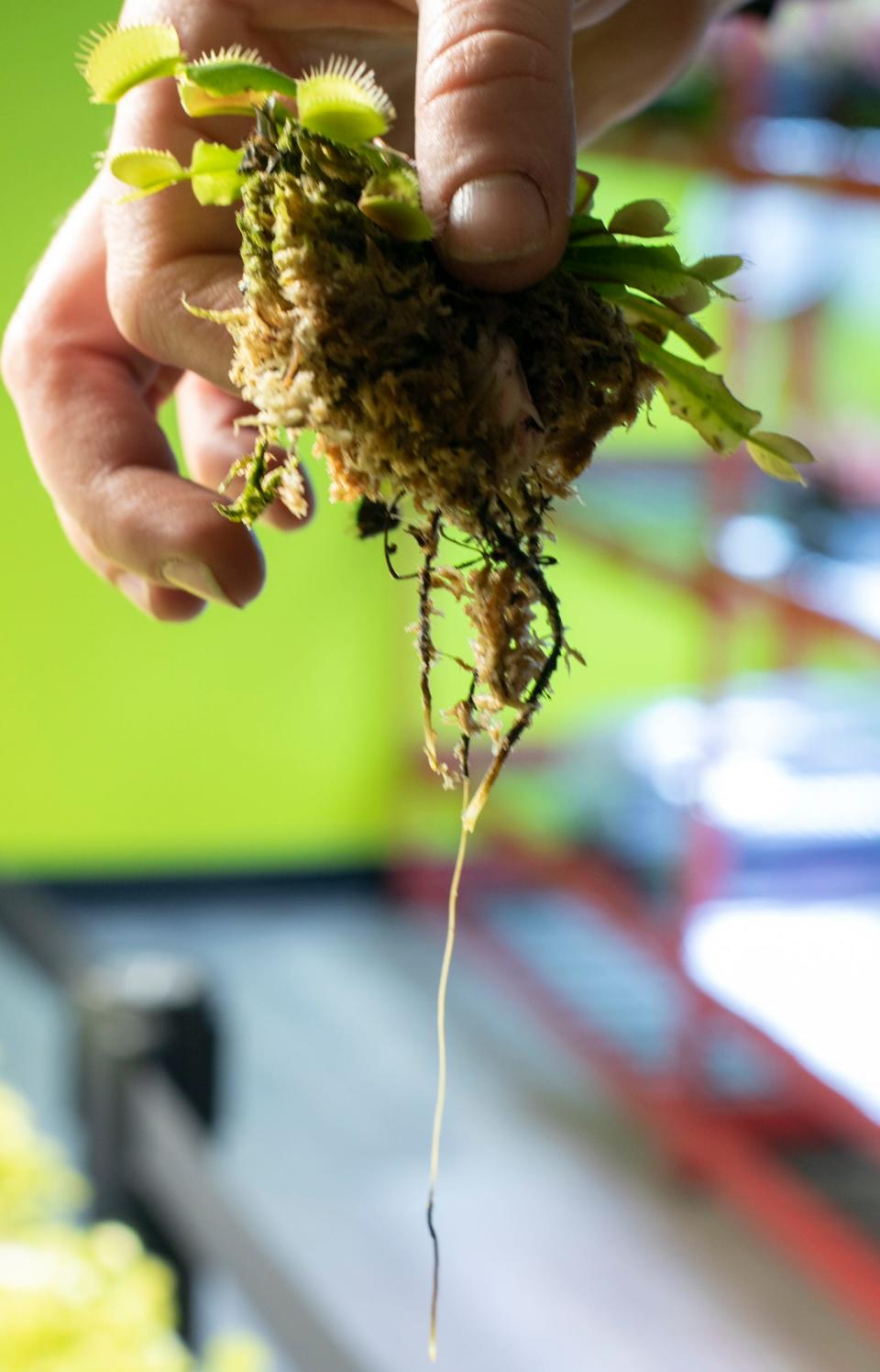 The roots of a Flexx Venus flytrap, shown Wednesday, Nov. 3, 2021, require just the right type of pot and moisture for the plant to thrive.