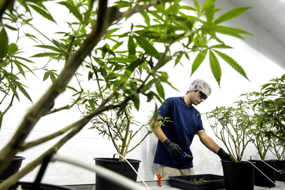 Employees work in the Mother Room at the Canopy Growth Corp. facility in Smith Falls, Ontario, Canada, on Tuesday, Dec. 19, 2017. Canadian medical marijuana is setting the stage to go global. The country's emerging legal producers have a chance to seize opportunities in other countries that could make them worldwide leaders, according to Linton. Photographer: Chris Roussakis/Bloomberg via Getty Images