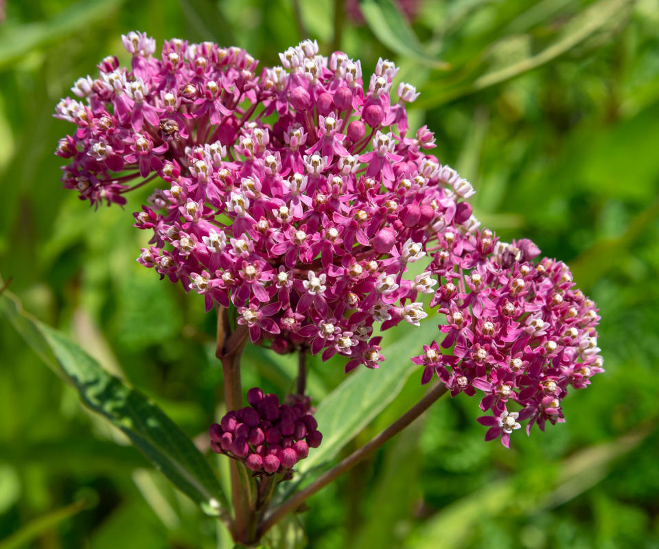 swamp milkweed in full bloom