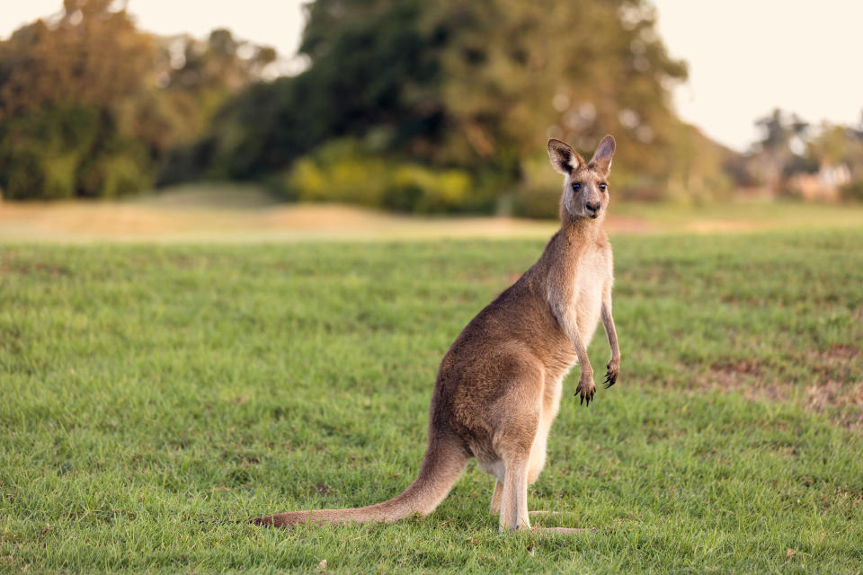 A photo of one kangaroo sitting on grass looking at the camera