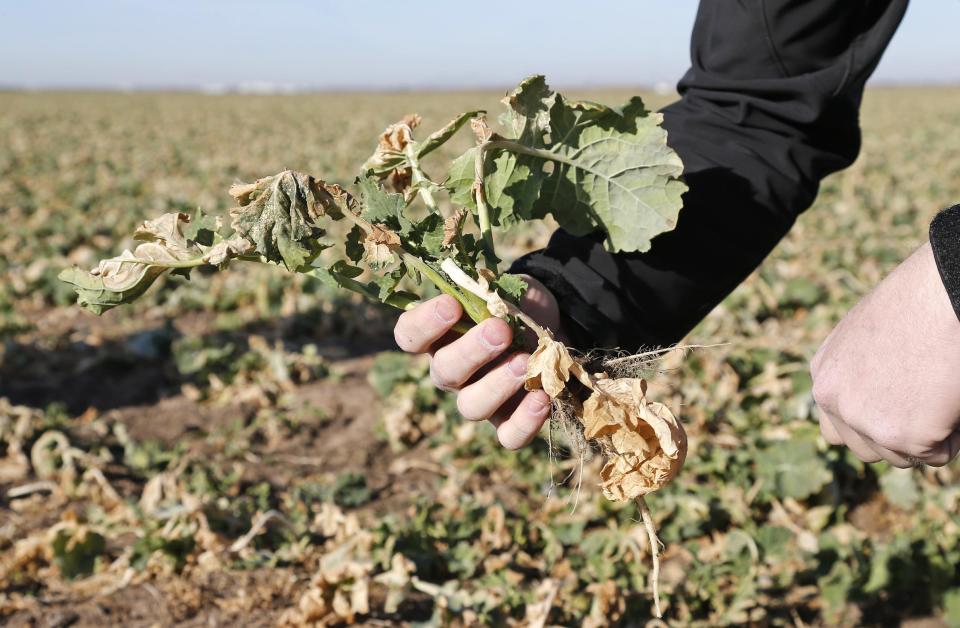 In this Dec. 18, 2013 photo Heath Sanders, canola field specialist with Great Plains Canola Association, holds a dormant canola plants in the field of Jerry Lingo near El Reno, Okla. Over the past two decades, canola has joined the rotation in the Great Plains and beyond, with 1.7 million acres planted from Oregon to the Carolinas, and it’s poised for an even-greater expansion as the nation seeks to replace artery-clogging trans fats found in myriad foods. (AP Photo/Sue Ogrocki)