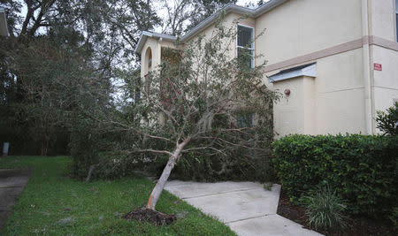 An uprooted tree blocks the entrance of a home after Hurricane Irma passed through Kissimmee, Florida, U.S. September 11, 2017. REUTERS/Gregg Newton