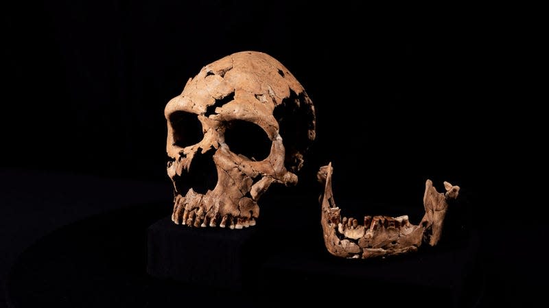 The reconstructed skull and jaw of Shanidar Z. - Photo: BBC Studios/Jamie Simonds