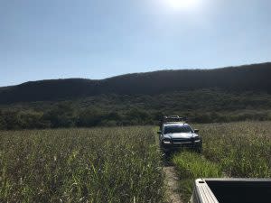 Una búsqueda en un sitio entre cañaverales.