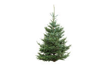 <p><a rel="nofollow noopener" href="https://www.dobbies.com/products/christmas/real-trees/freshly-cut-fraser-fir/" target="_blank" data-ylk="slk:Dobbies, from £49.99" class="link "><i>Dobbies, from £49.99</i></a><br><br></p>