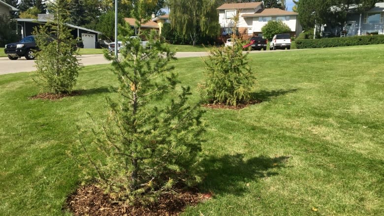 Brentwood residents mocked on social media for protesting tree planting in park