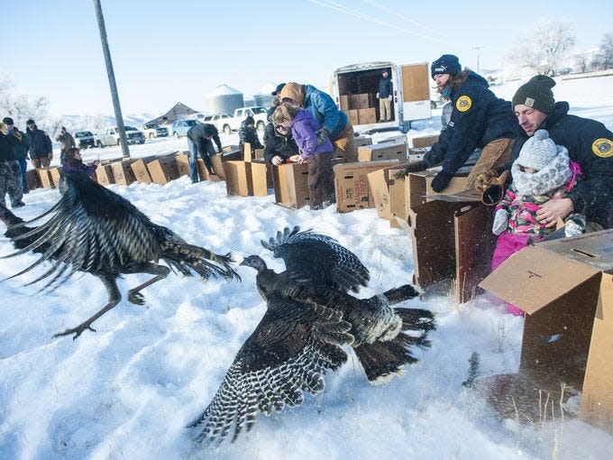 Montana Fish, Wildlife and Parks officials release wild turkeys caught in Nebraska with members of Safari Club International along the Missouri River near Fort Benton in 2016