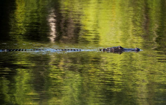 An alligator roams the waters of J.N. &quot;Ding&quot; Darling Wildlife Refuge on Sanibel Island in this file photo. On Thursday, Dec. 15, 2023, a man attempting to rinse his hands on a Sanibel Island pond was bitten by an alligator.