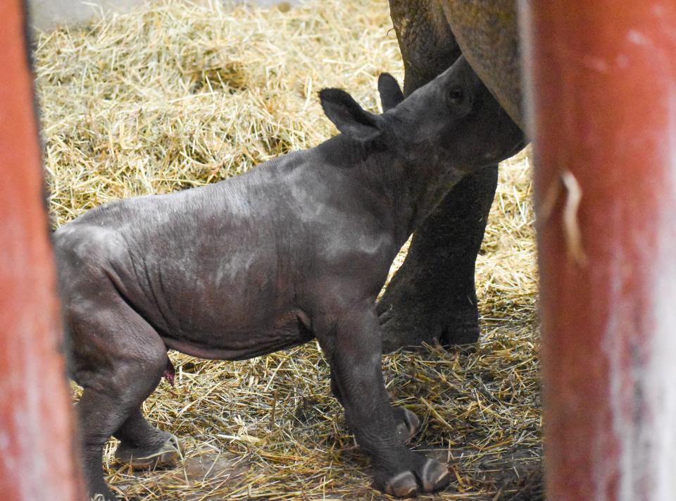 Potter Park Zoo's black rhino calf was born Tuesday morning. He has not yet been named.