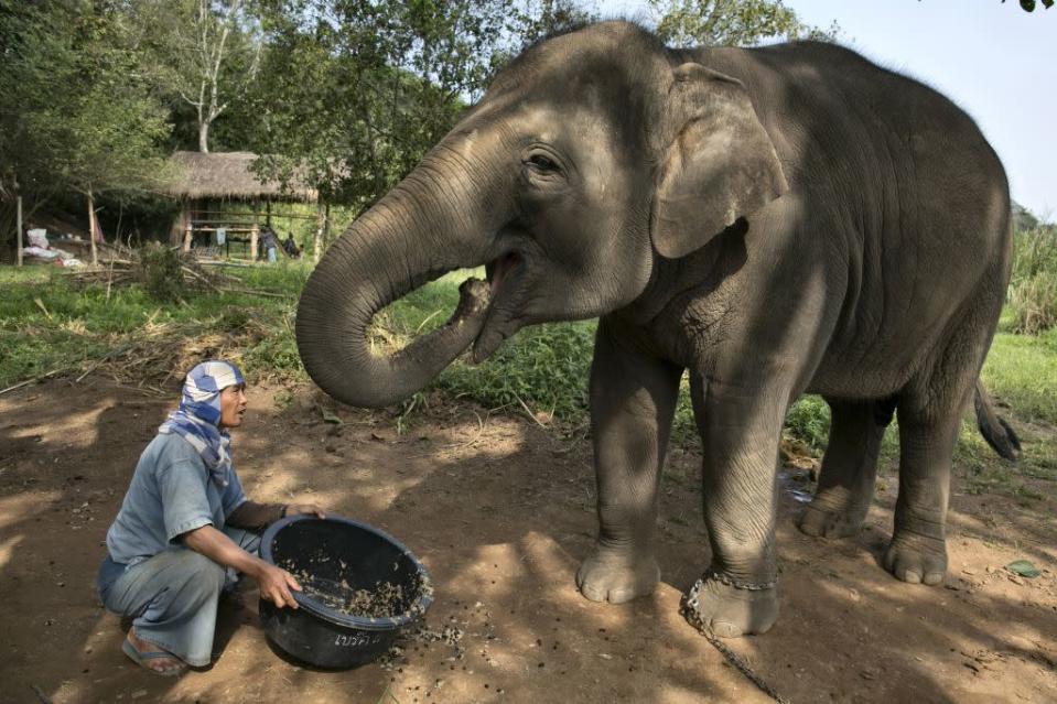 Thai mahout Lun serves a coffee bean mixture to an elephant at an elephant camp at the Anantara Golden Triangle resort. Black Ivory Coffee, started by Canadian coffee expert Blake Dinkin, is made from Thai arabica hand picked beans and created from a process where the beans are naturally refined by a Thai elephant.