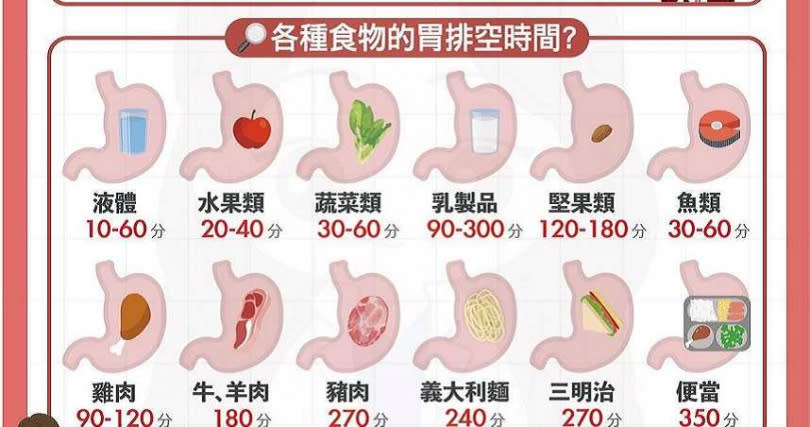 食物胃排空時間表。