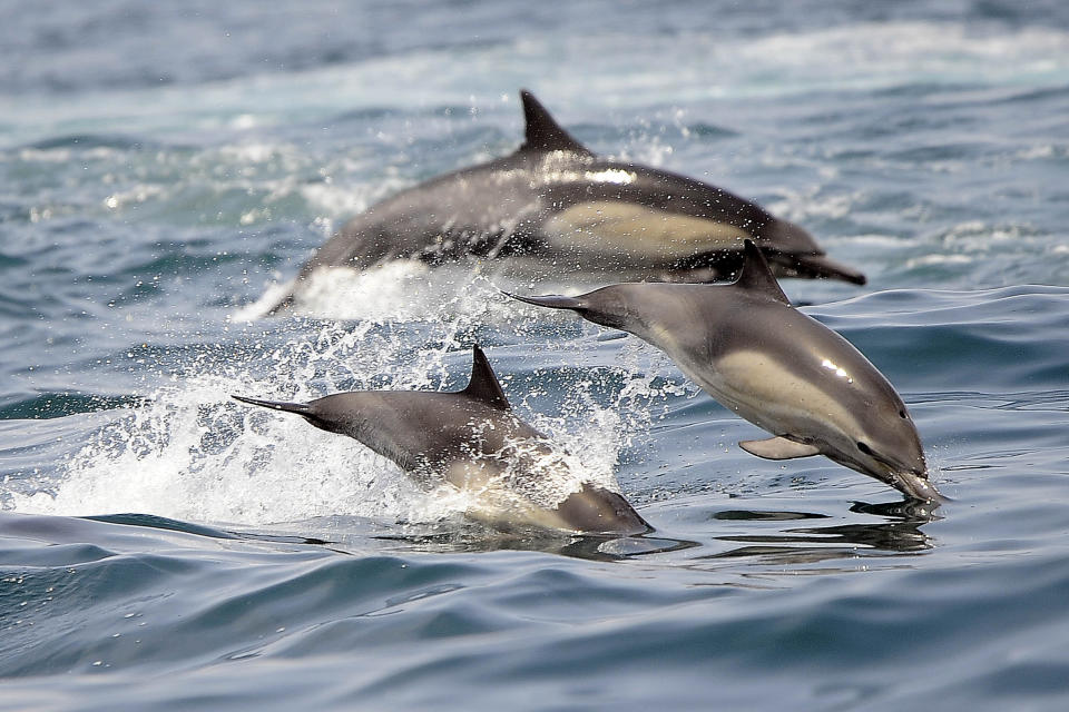 FILE - Dolphins frolic in the Pacific Ocean off of Long Beach, Calif., on May 28, 2016. United Nations members gather Monday, Feb. 20, 2023, in New York to resume efforts to forge a long-awaited and elusive treaty to safeguard the world's marine biodiversity. (AP Photo/Nick Ut, File)