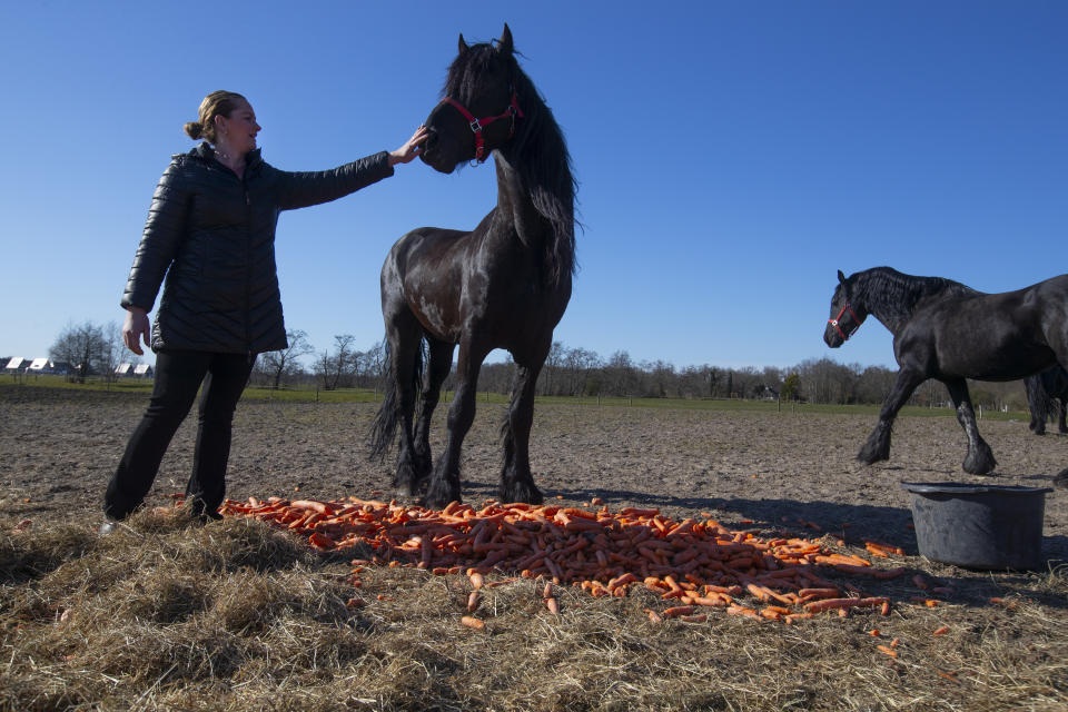 Sarina Renz strokes a Friesian stallion, one of the many animals of the stranded Renz Circus, as they feats on carrots donated by local farmers in Drachten, northern Netherlands, Tuesday, March 31, 2020. The circus fleet of blue, red and yellow trucks have had a fresh lick of paint over the winter. But now, as coronavirus measures shut down the entertainment industry across Europe, they have no place to go. (AP Photo/Peter Dejong)