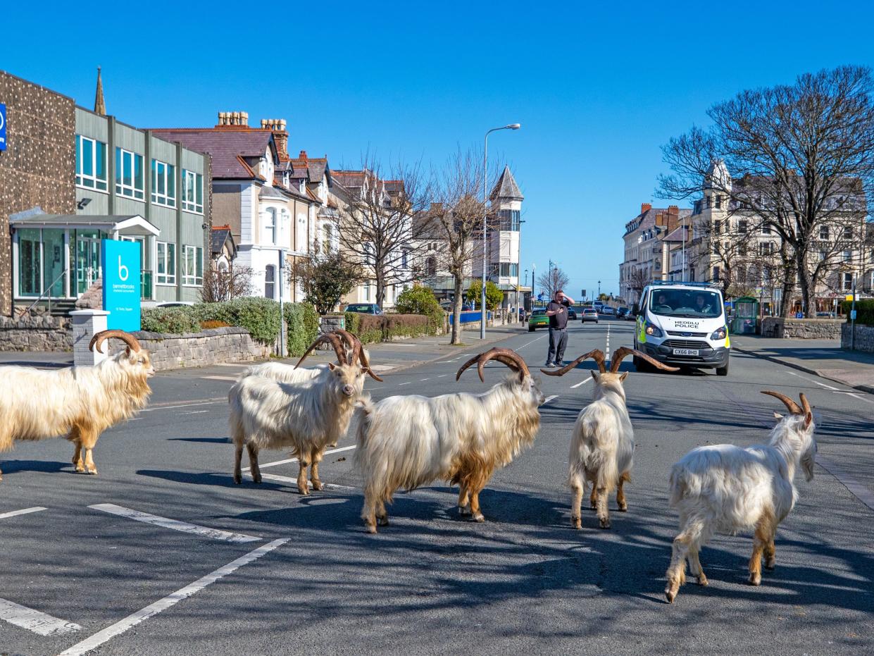 welsh town goats coronavirus