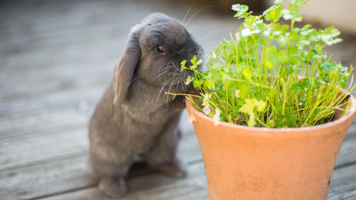 Rabbit eating plants in a pot