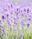 <p> Lavender is another herbaceous perennial that, like rosemary, is drought-tolerant. It perhaps won&apos;t last quite as long without water, but it relishes full sun and hot temperatures. Also an excellent plant for garden borders in a traditional backyard scheme.&#xA0; </p> <p> <strong>Maintenance</strong>: If you&apos;re growing lavender, note that it has to be pruned every late summer right after it&apos;s finished blooming for the year </p> <p> <strong>Soil type</strong>: Lavender prefers poor soil&#xA0; </p> <p> <strong>Where to plant</strong>: Full sun&#xA0; </p>