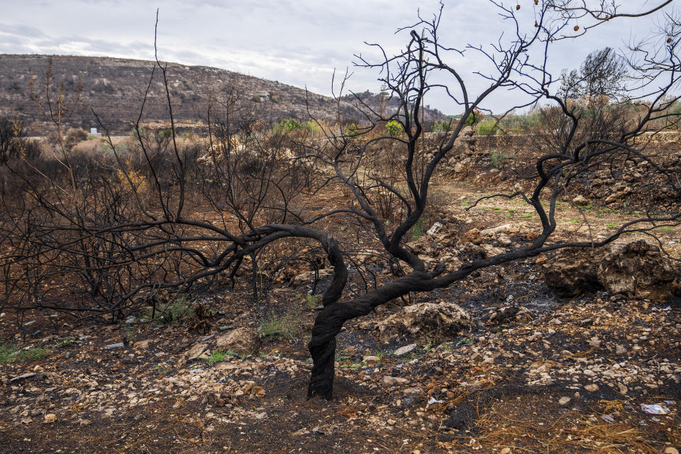 Burnt trees that local residents say were hit by white phosphorus shells from Israeli artillery are seen in Alma al-Shaab border village with Israel, south Lebanon, Saturday, Nov. 25, 2023. With a cautious calm prevailing over the border area in south Lebanon Saturday, the second day of a four-day cease-fire between Hamas and Israel, villages that had emptied of their residents came back to life at least briefly. (AP Photo/Hassan Ammar)