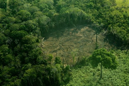 The Amazon is retreating to the tune of 52,000 square kilometres (20,000 square miles) each year as agriculture giants saw down trees to make way for vast tracts on which to graze cattle or grow plants